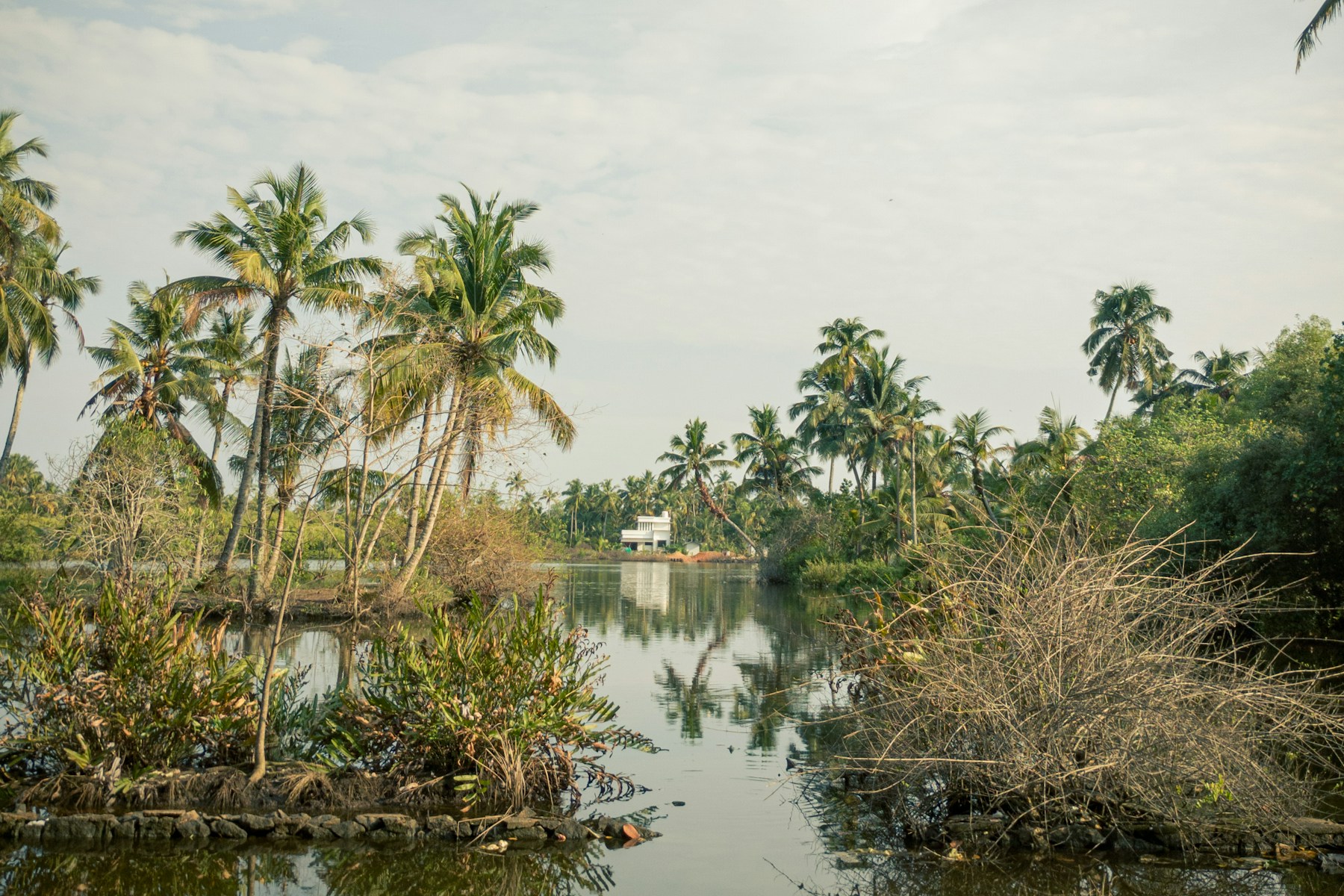 A calm waterway framed by palms